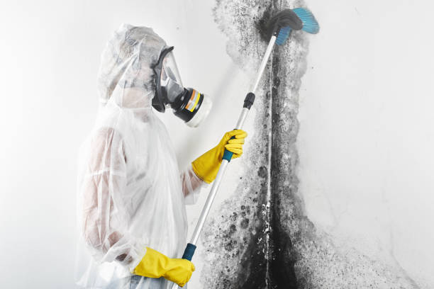 Best Mold Remediation for Healthcare Facilities  in Robinwood, MD