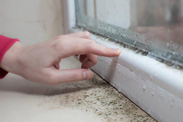 Best Attic Mold Removal  in Robinwood, MD